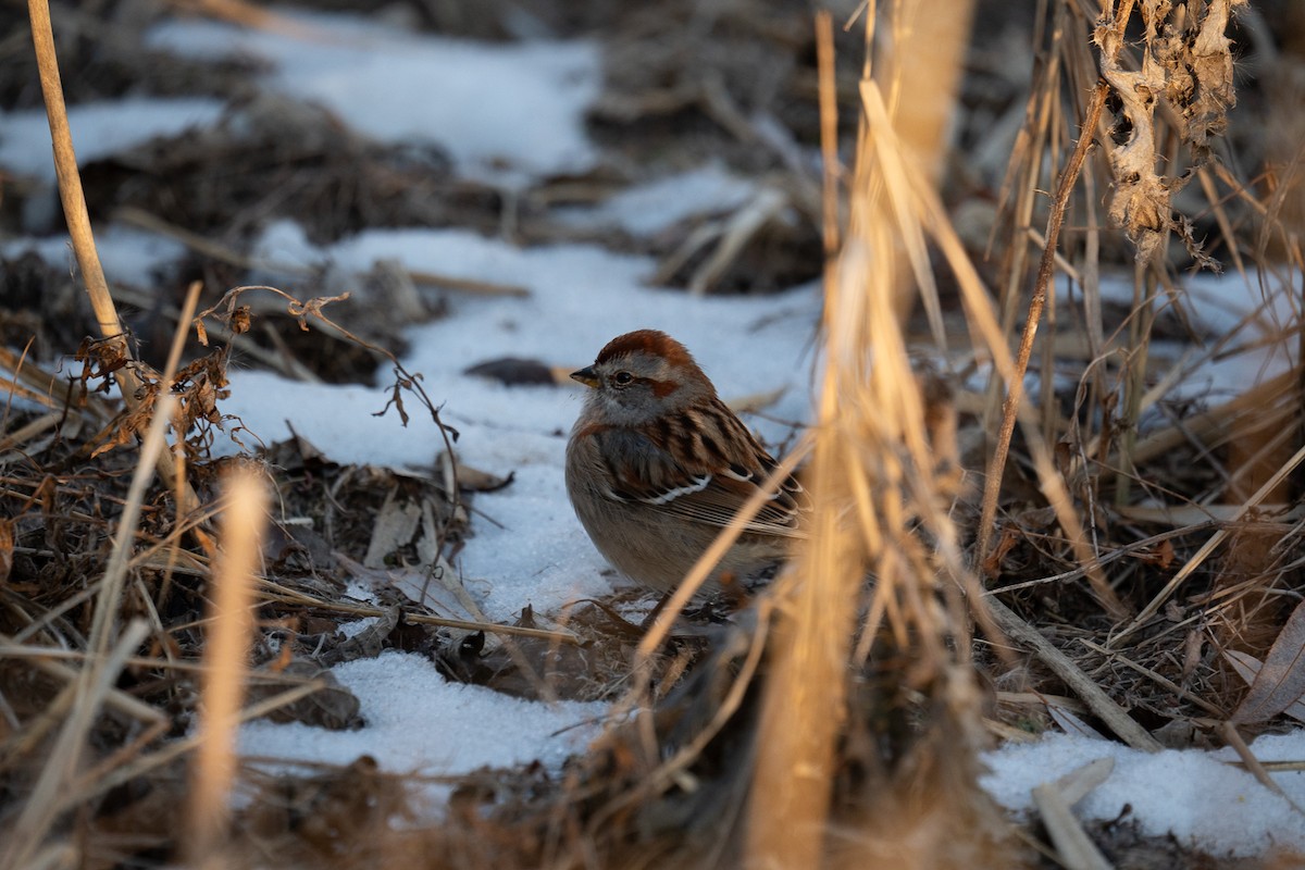 American Tree Sparrow - ML647307535