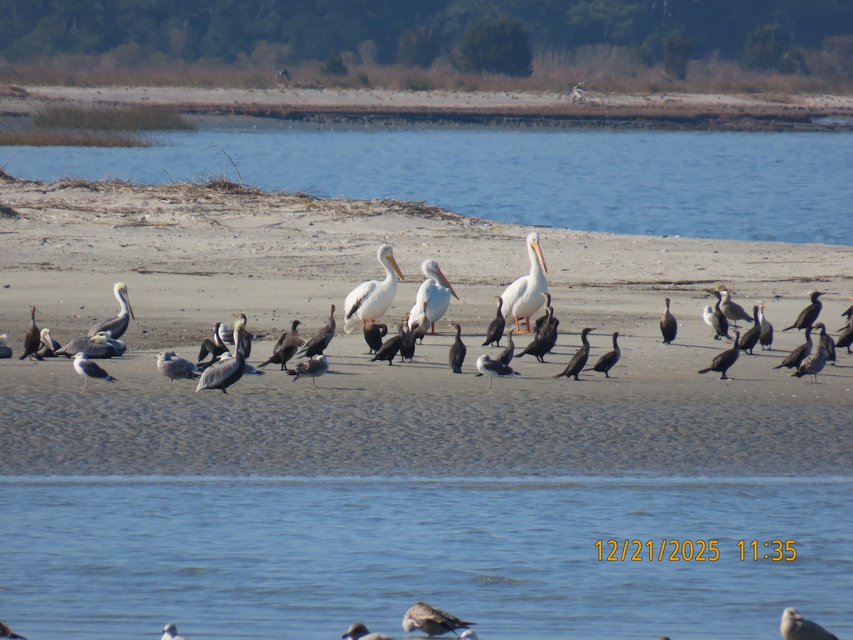 American White Pelican - ML647307542