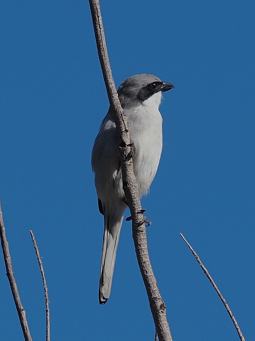 Great Gray Shrike - ML647307546