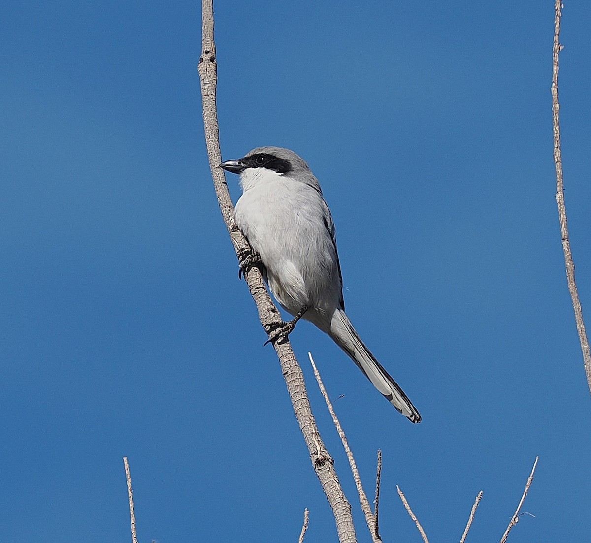 Great Gray Shrike - ML647307548