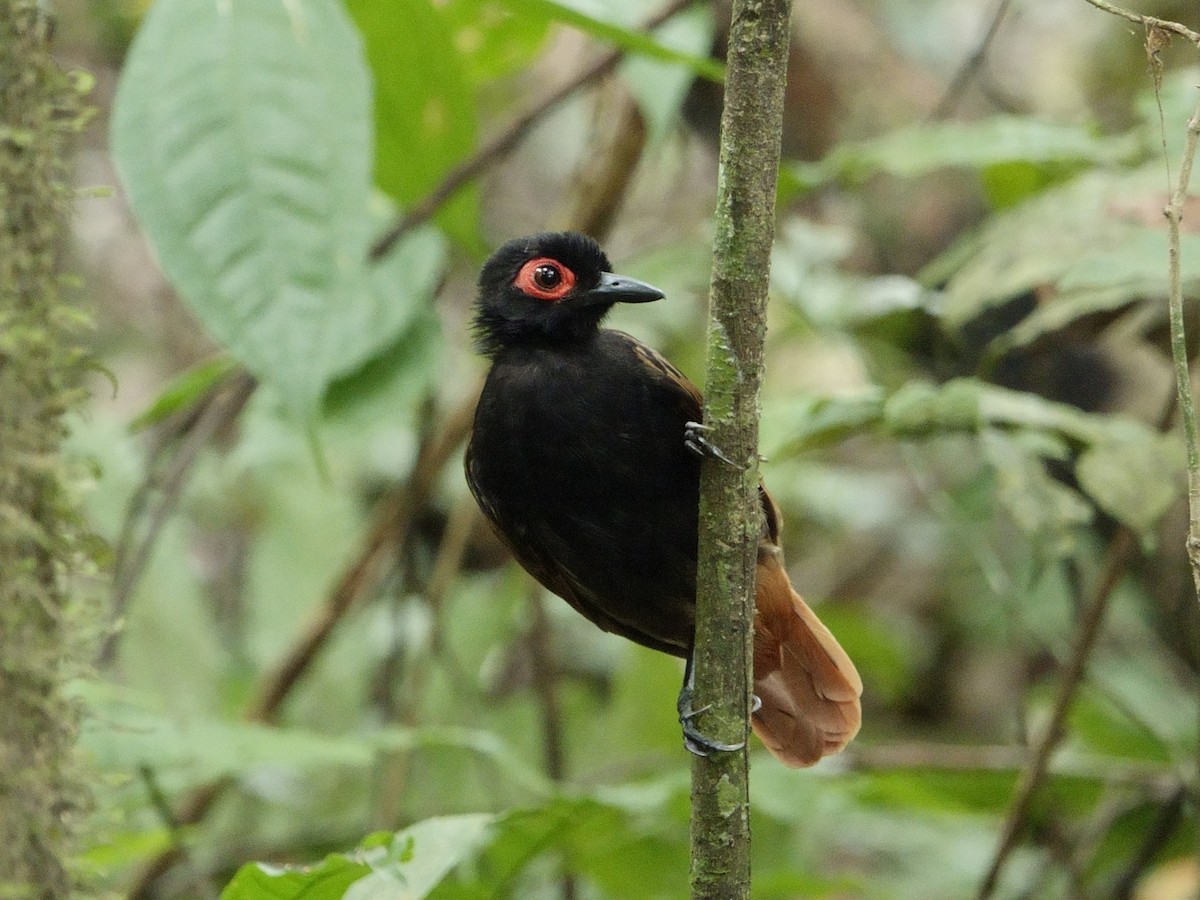 Black-spotted Bare-eye - ML647307579