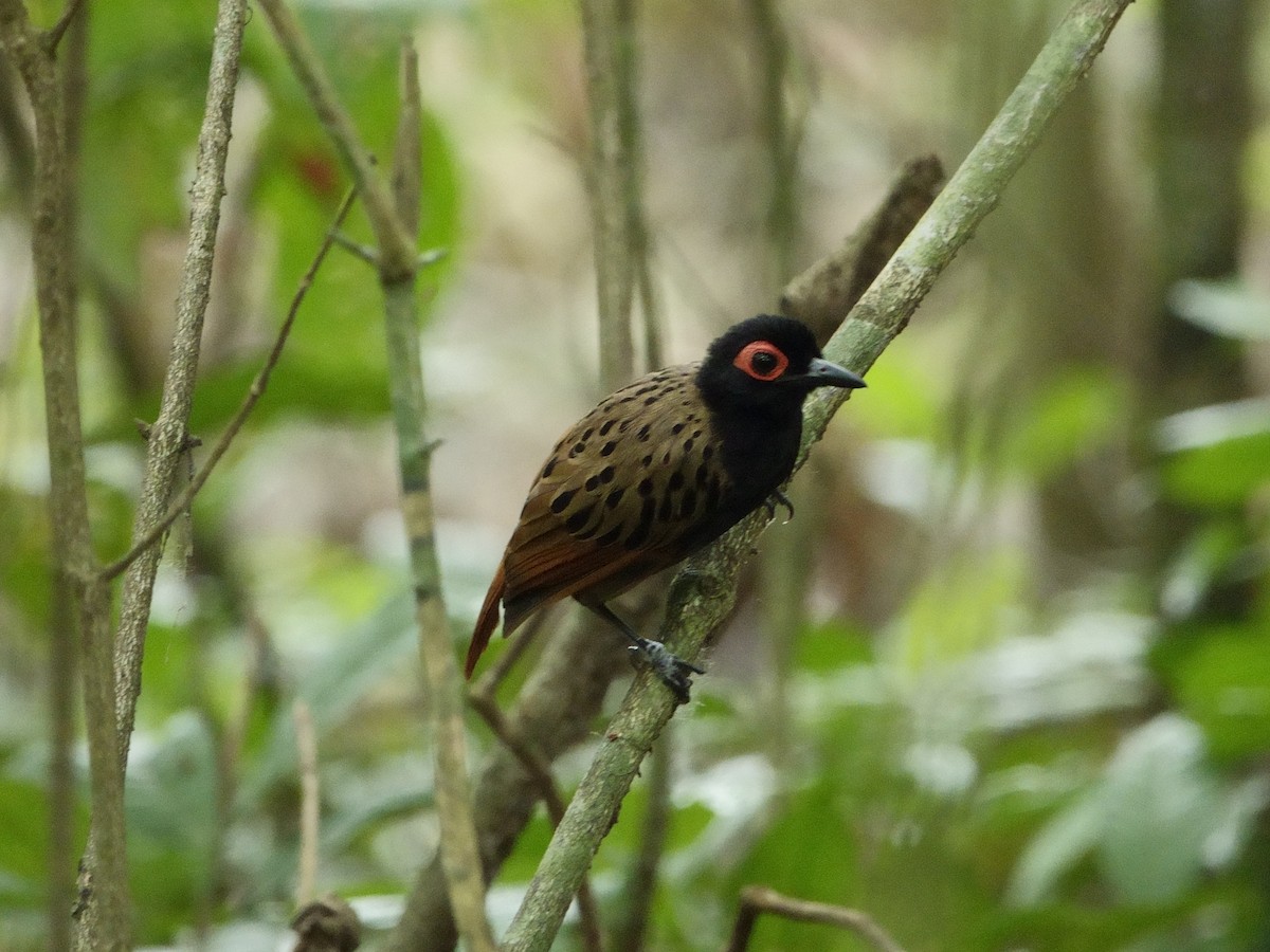 Black-spotted Bare-eye - ML647307581