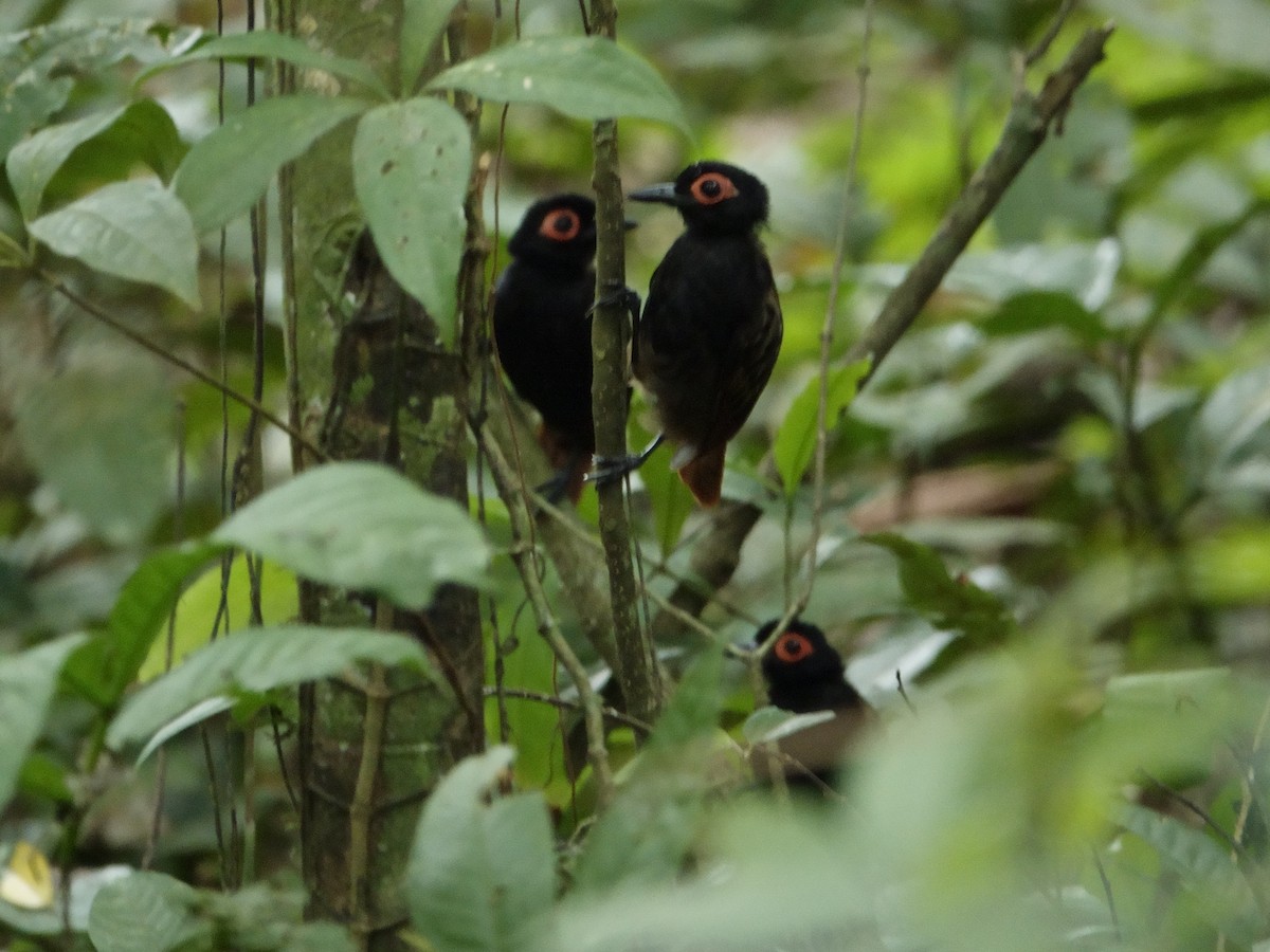 Black-spotted Bare-eye - ML647307583