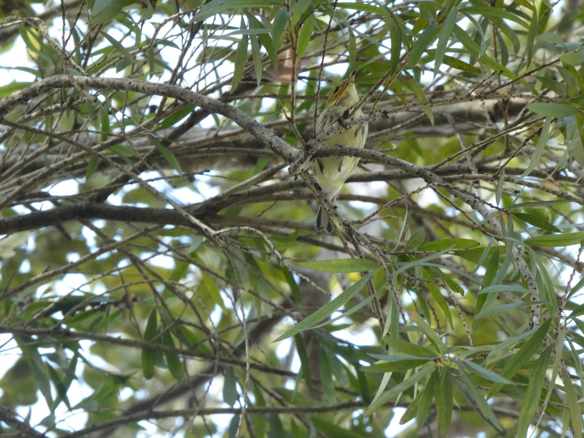Black-throated Green Warbler - ML647307585