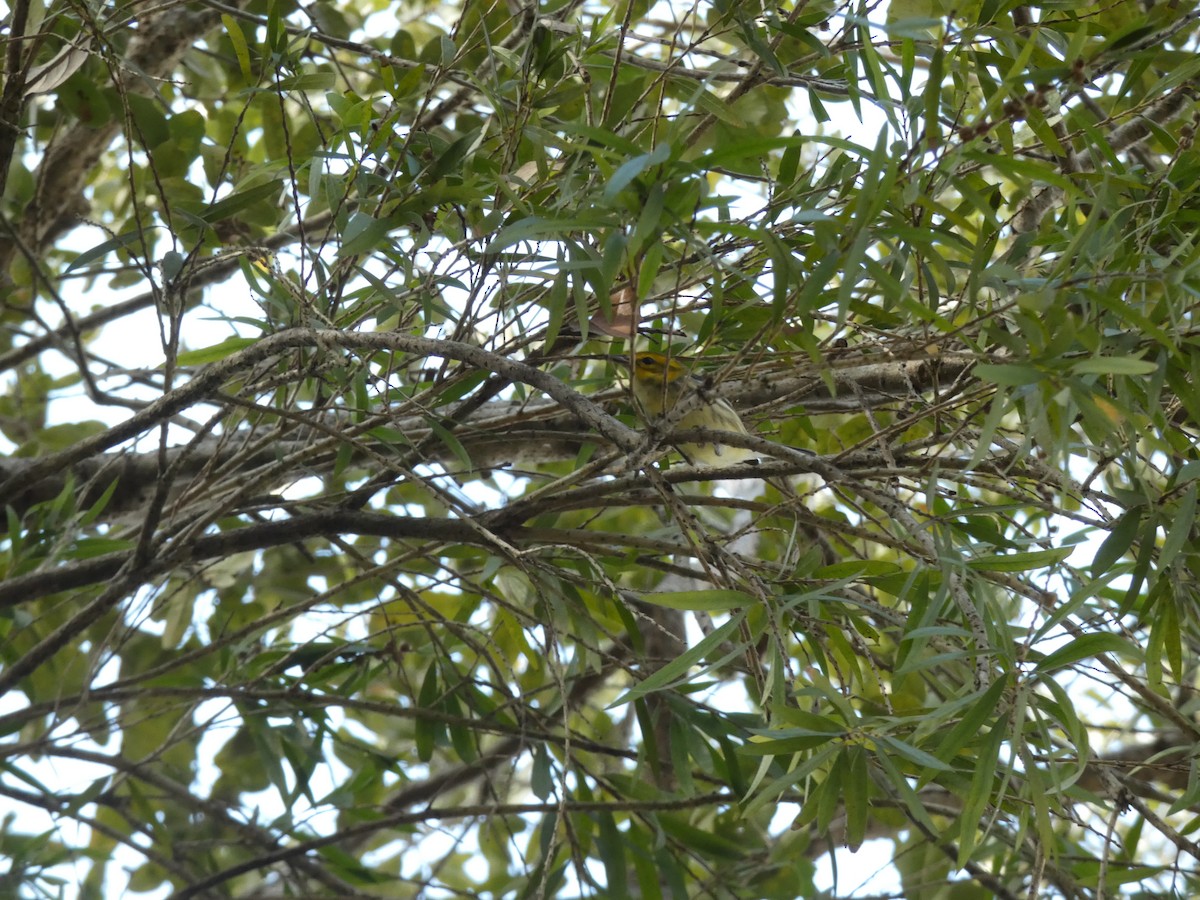 Black-throated Green Warbler - ML647307592