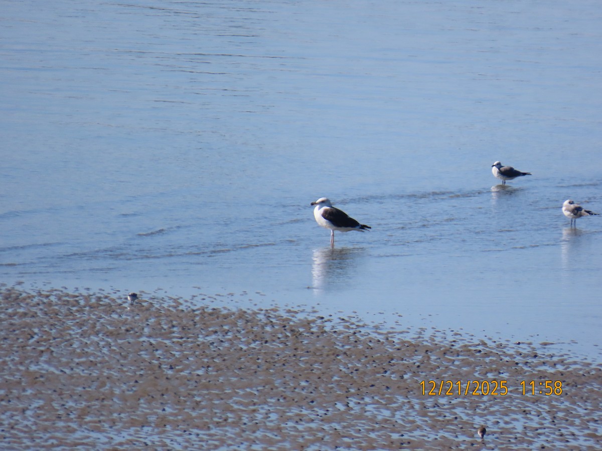 Mugnaiaccio - ML647307594