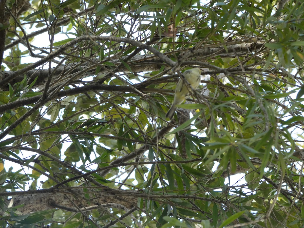 Black-throated Green Warbler - ML647307598