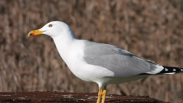 Yellow-legged Gull - ML647307600