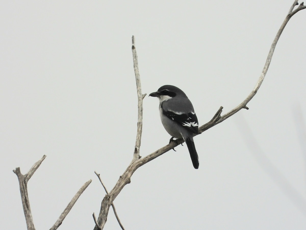 Iberian Gray Shrike - ML647307606