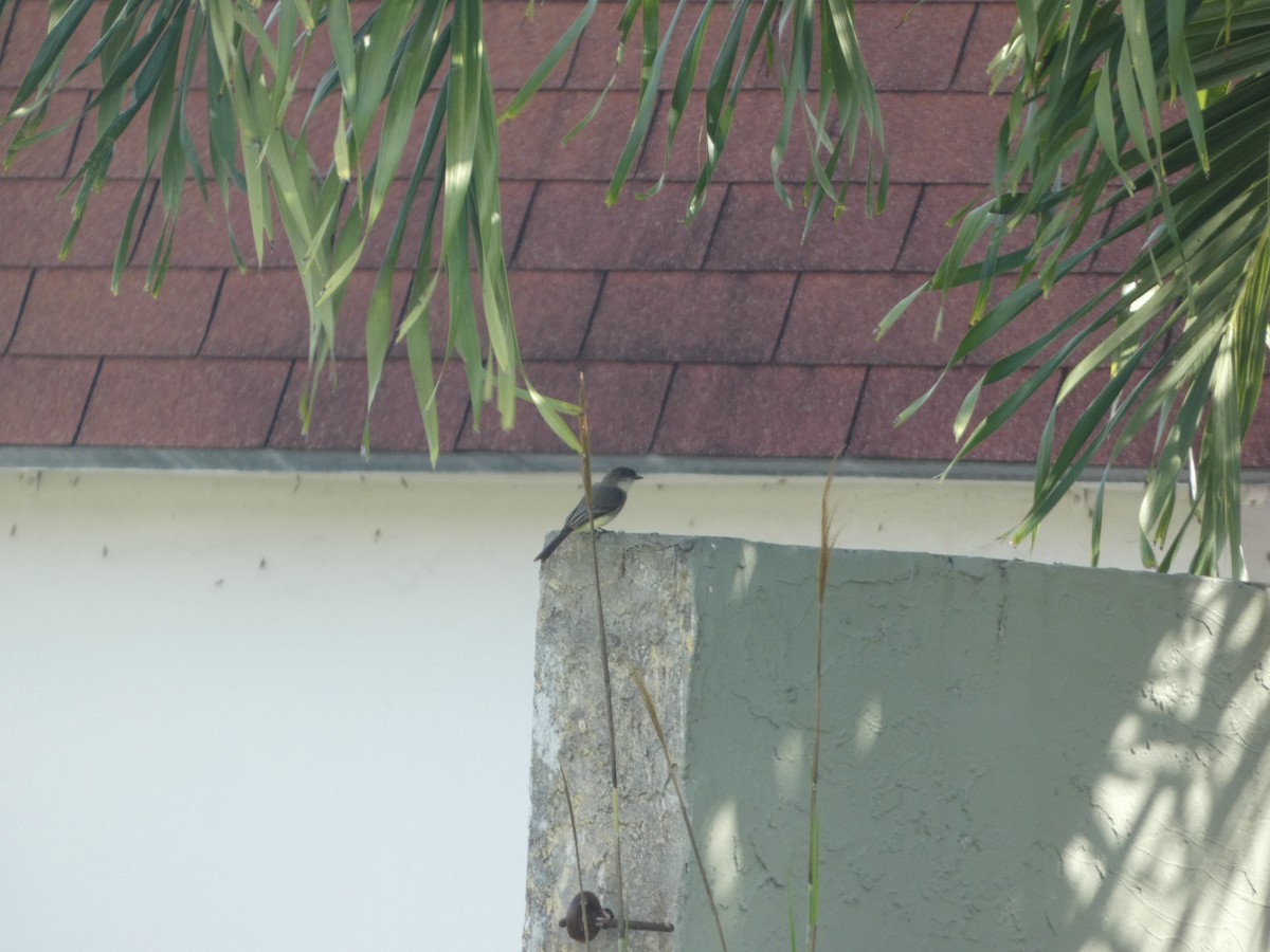 Eastern Phoebe - ML647307619