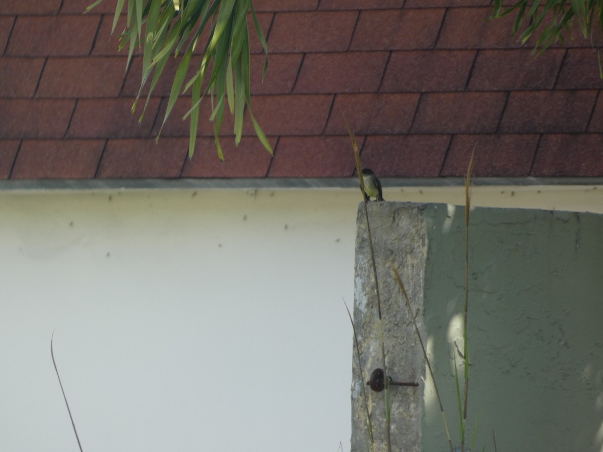 Eastern Phoebe - ML647307622