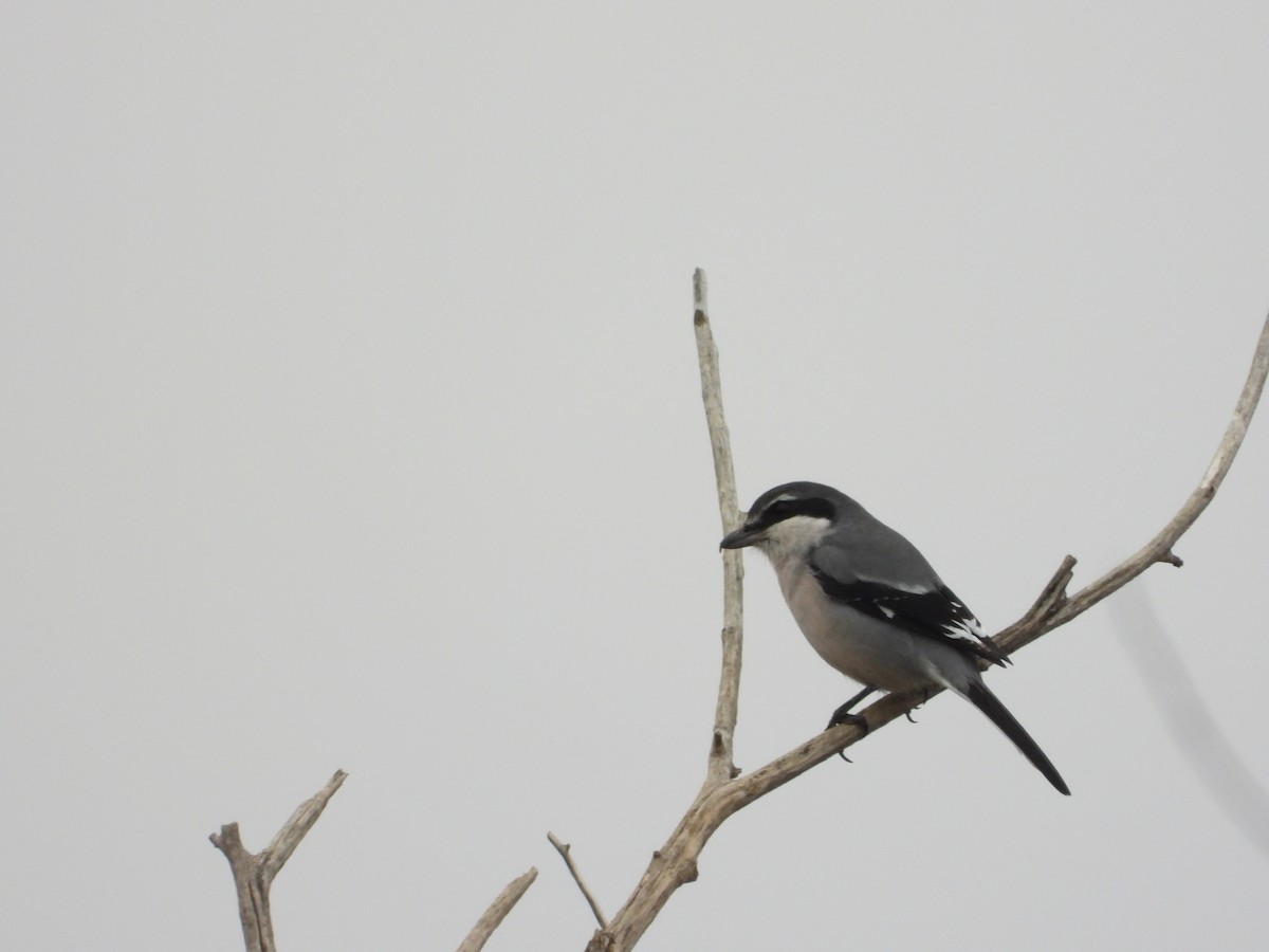 Iberian Gray Shrike - ML647307631