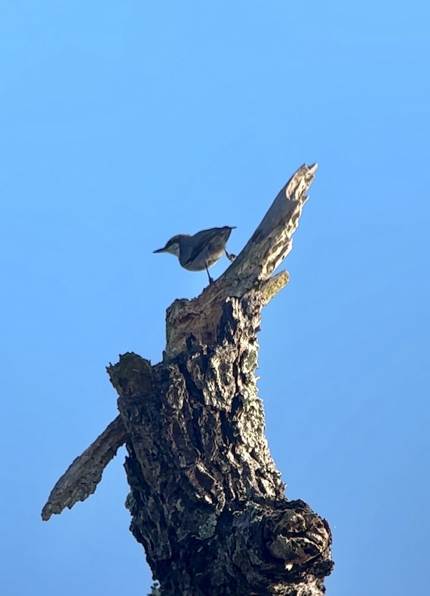 Boz Başlı Sıvacı - ML647307647