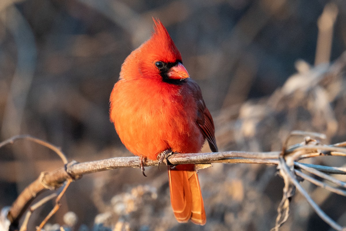 Northern Cardinal - ML647307649