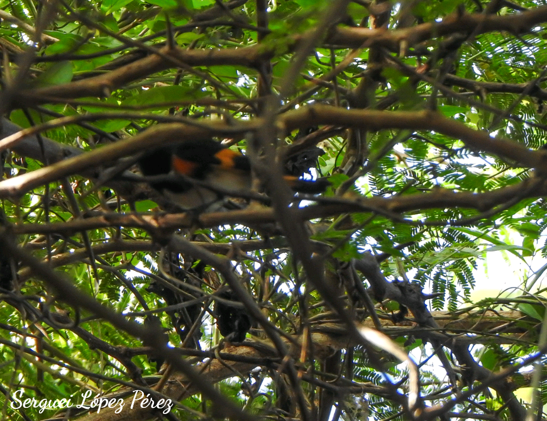 סבכון חכלילי - ML647307655