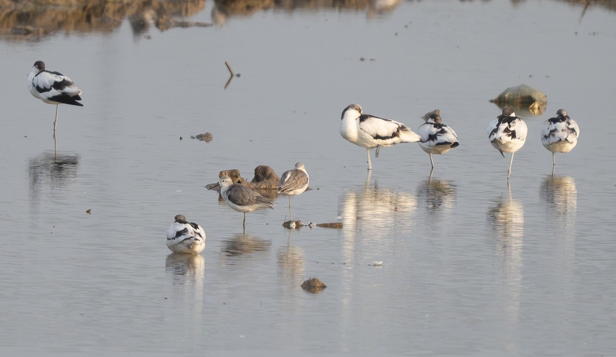 vodouš štíhlý - ML647307657