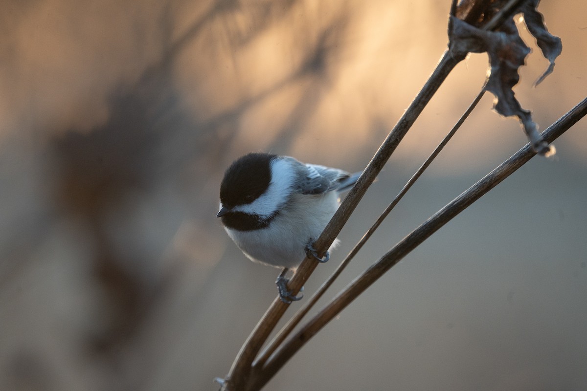 Black-capped Chickadee - ML647307659