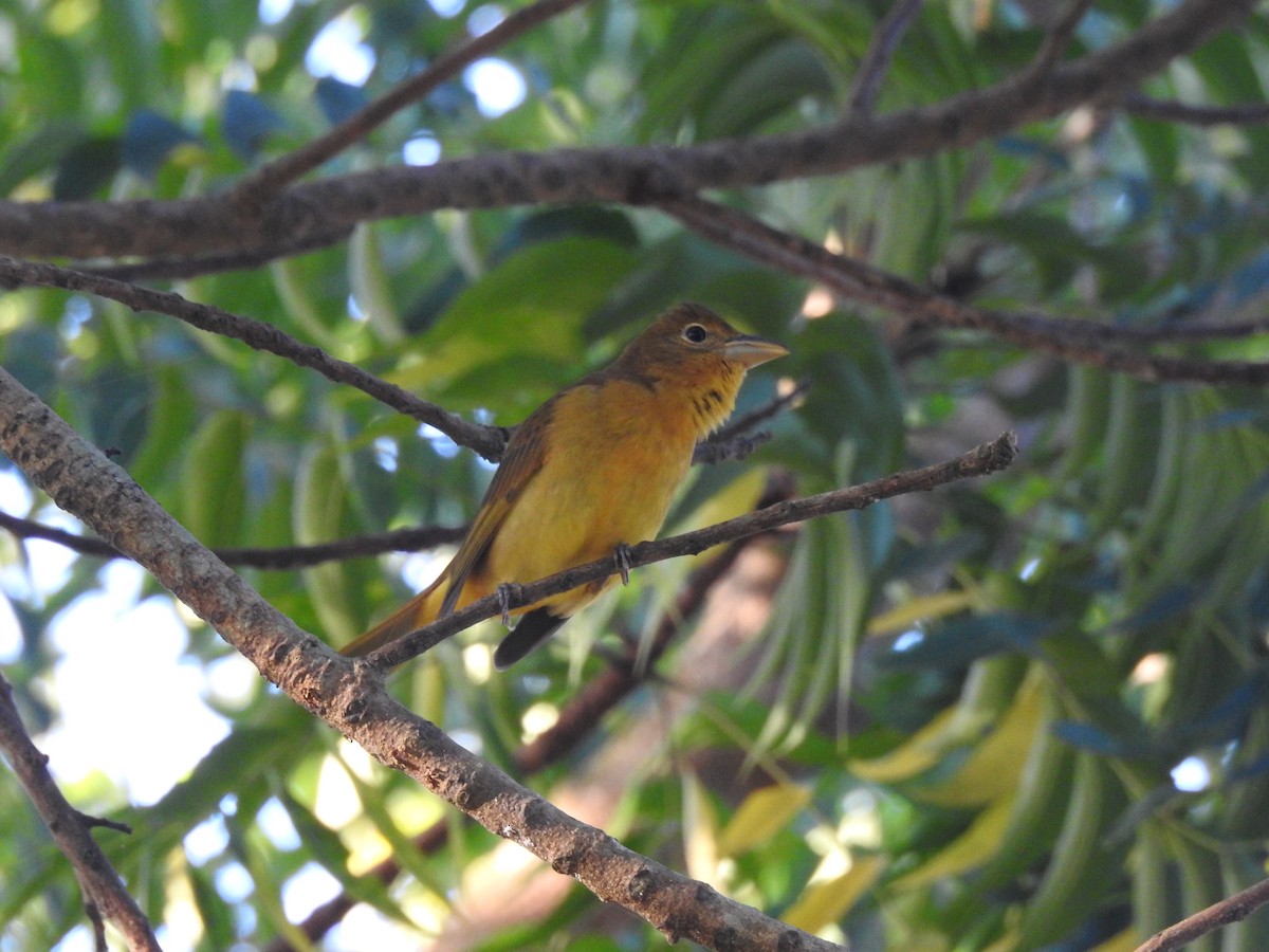 Summer Tanager - ML647307666