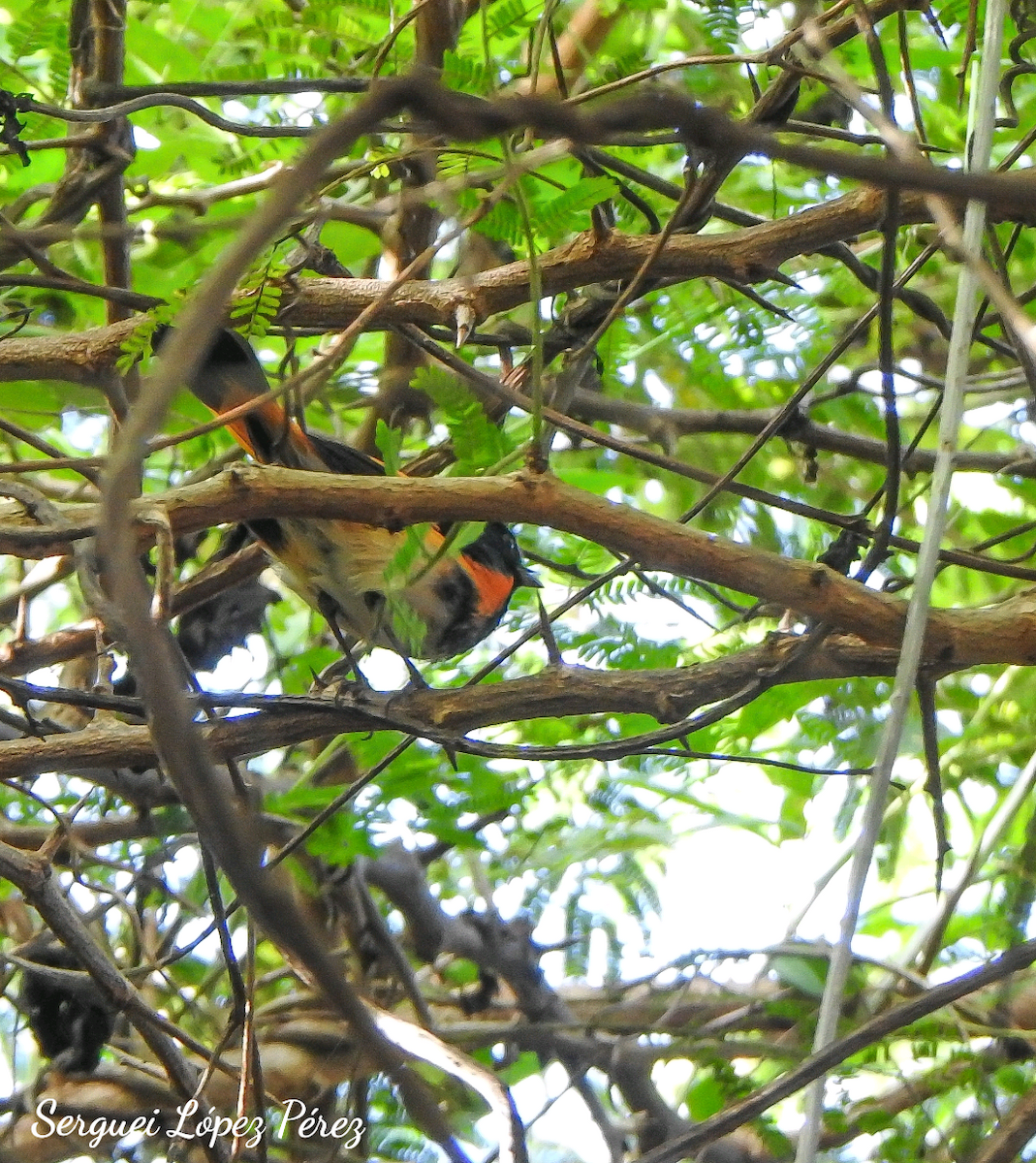 סבכון חכלילי - ML647307668