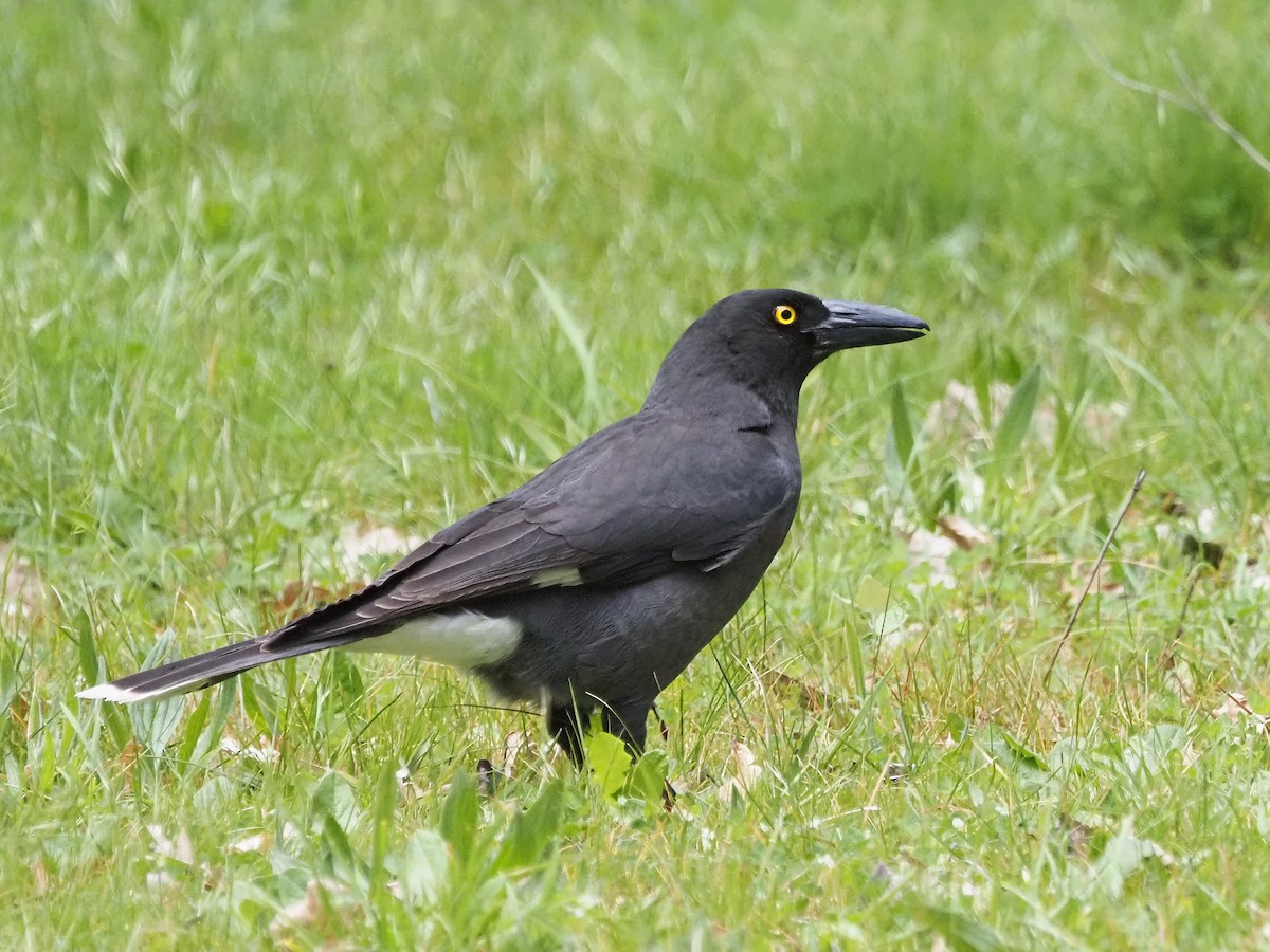 Gray Currawong (Gray) - ML647307669