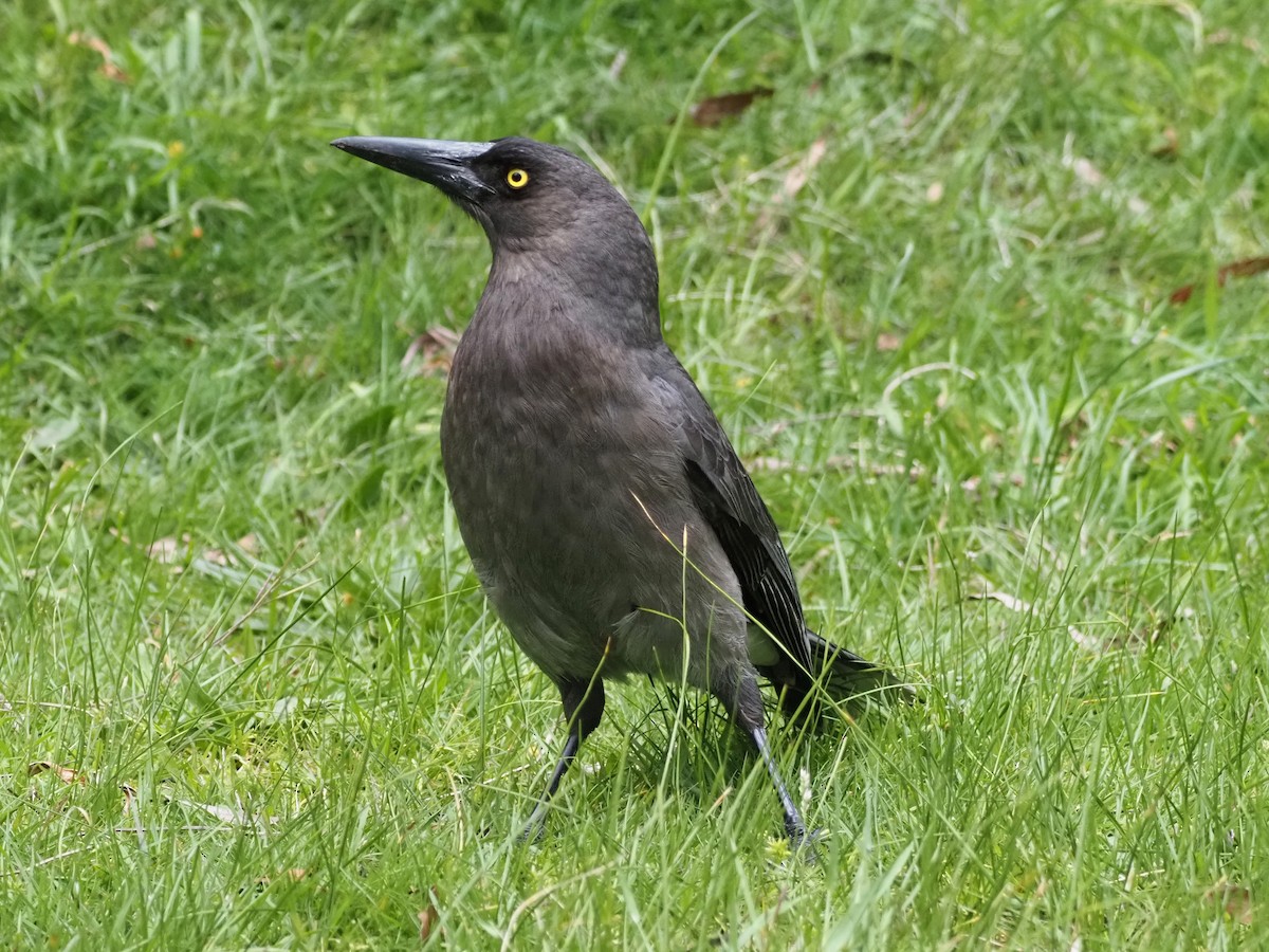 Gray Currawong (Gray) - ML647307670