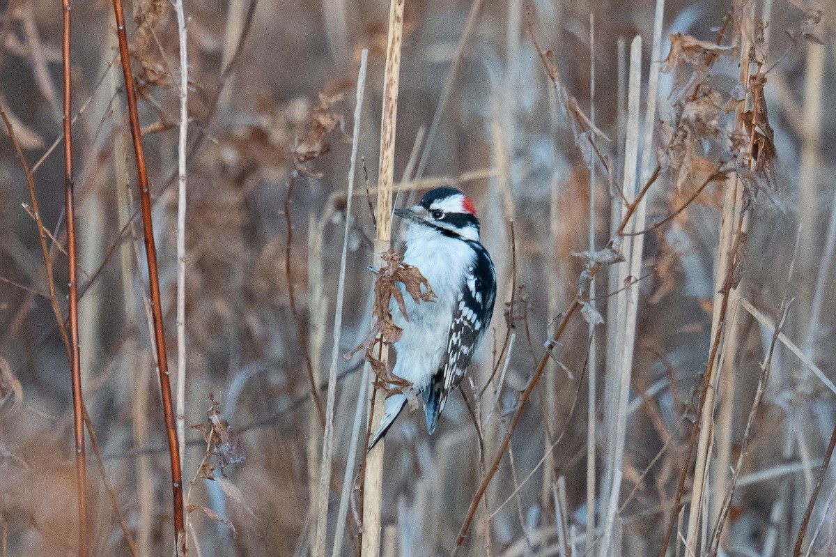 Downy Woodpecker - ML647307672