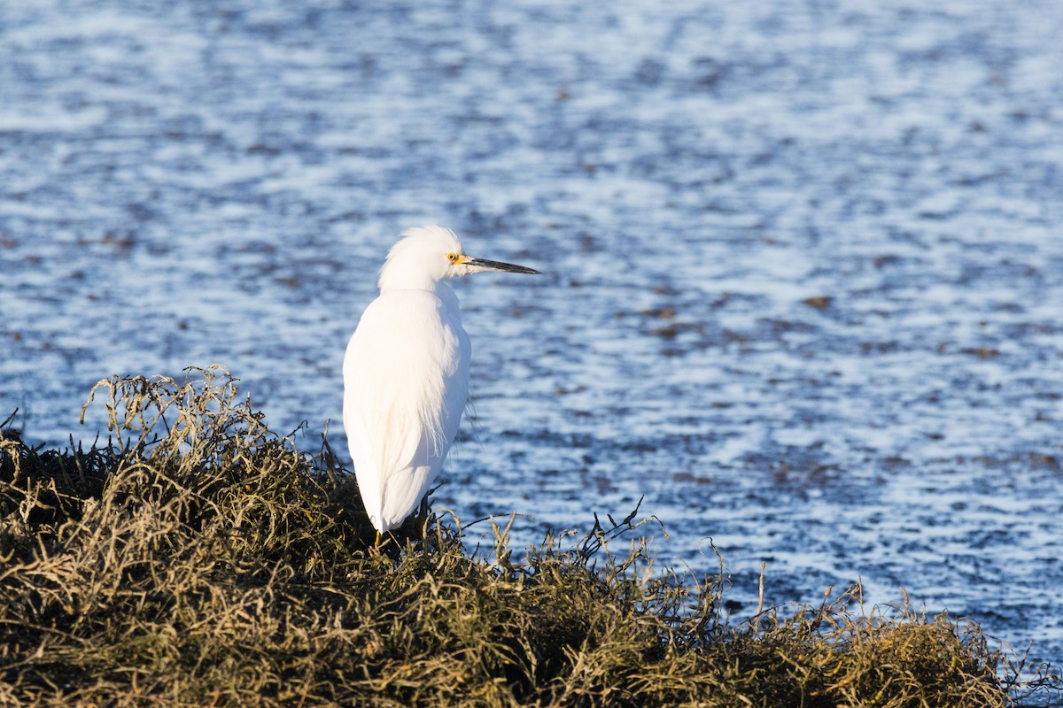 Snowy Egret - ML647307675