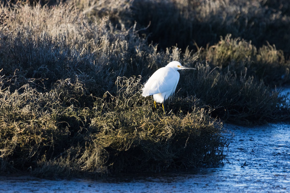 Snowy Egret - ML647307676