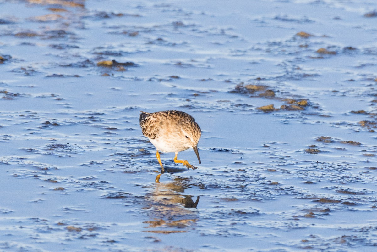 Least Sandpiper - ML647307681