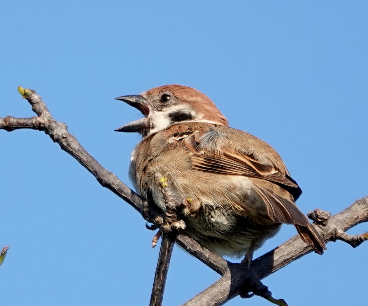 Eurasian Tree Sparrow - ML647307684