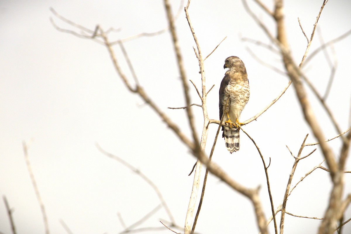 Southern Banded Snake-Eagle - ML647307685