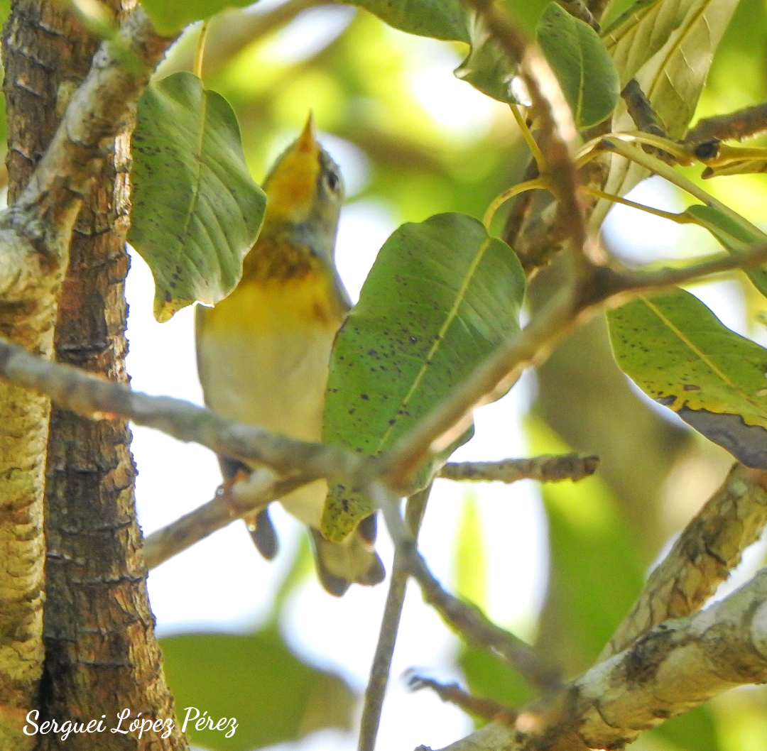 Northern Parula - ML647307686