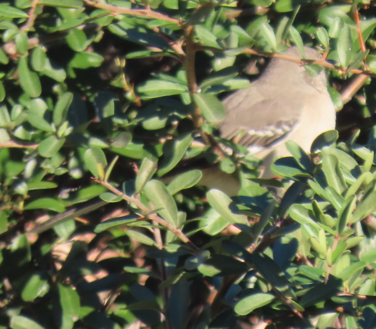 Northern Mockingbird - ML647307688