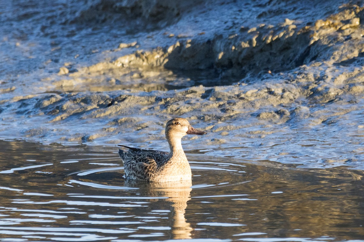 Green-winged Teal - ML647307689