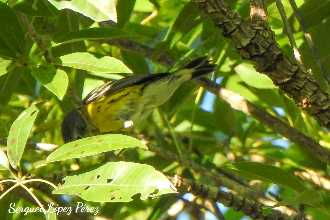 Magnolia Warbler - ML647307694
