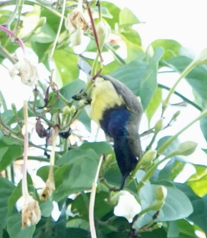 Ornate Sunbird - ML647307696