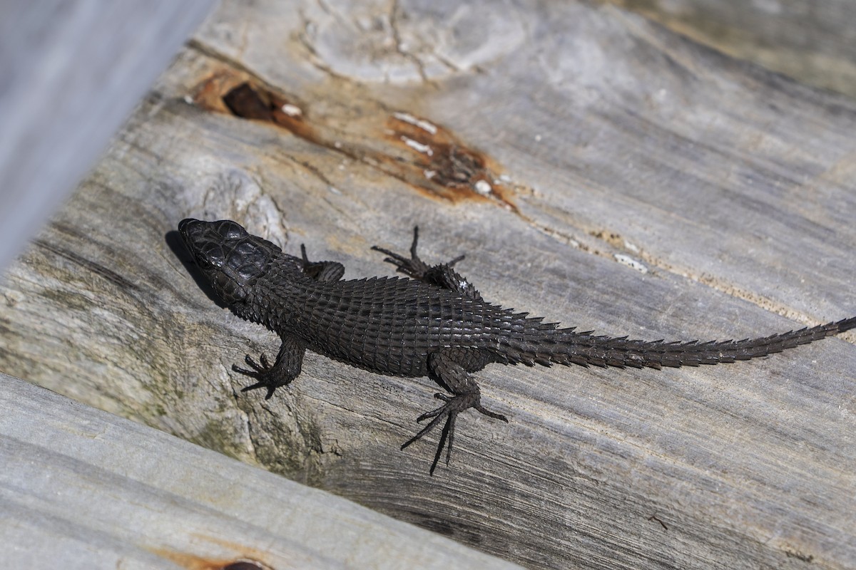 Black Girdled Lizard - ML647307697