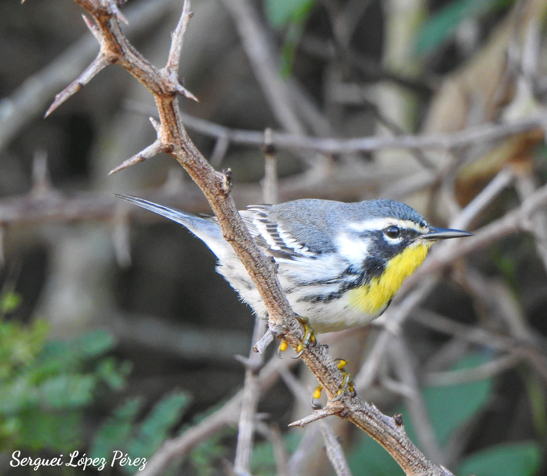 Yellow-throated Warbler - ML647307699
