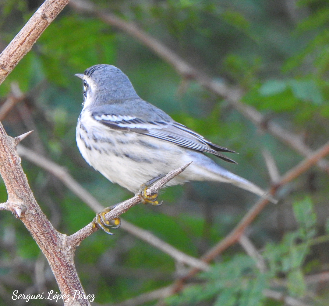 Yellow-throated Warbler - ML647307703
