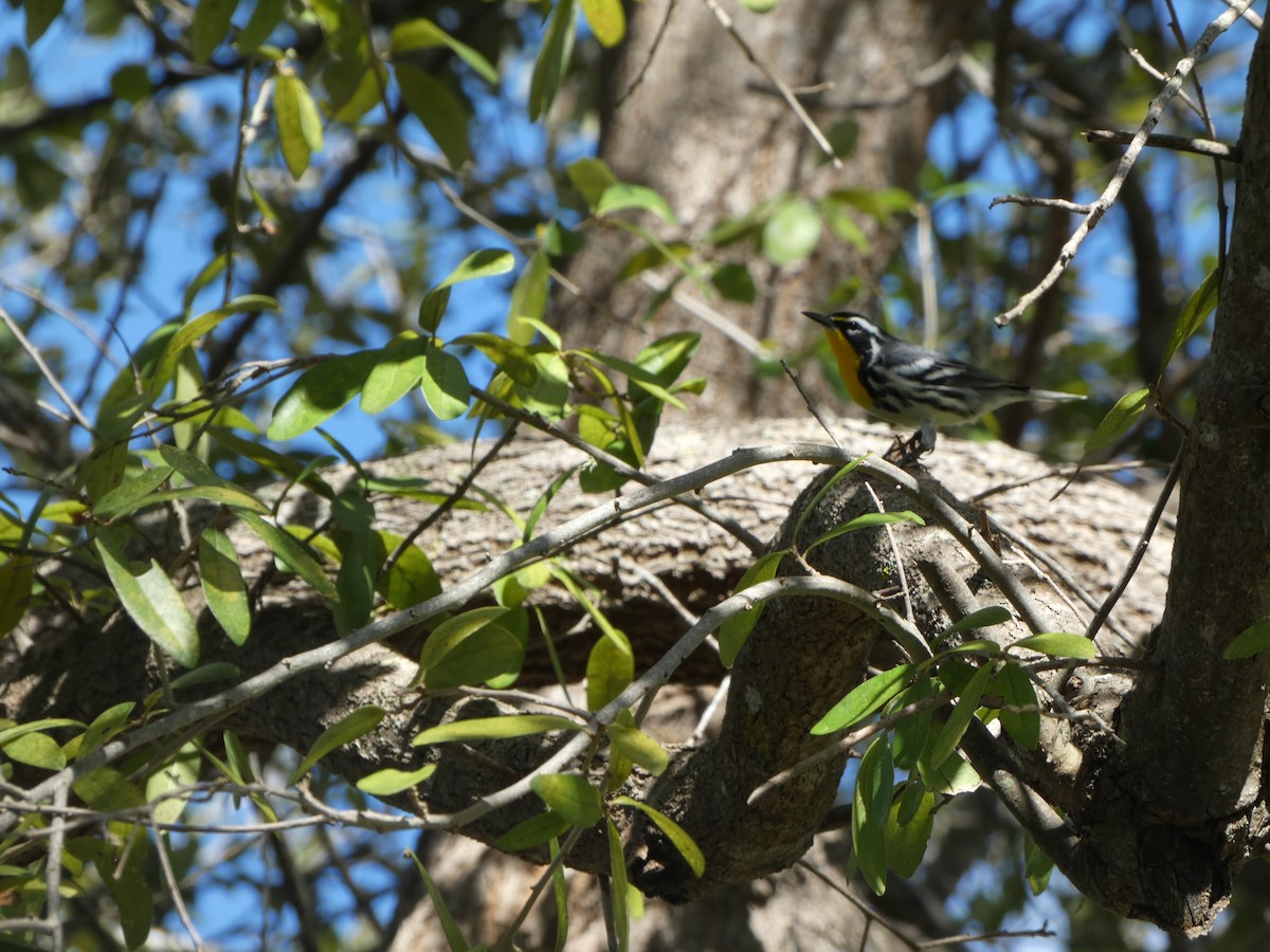 Yellow-throated Warbler - ML647307704