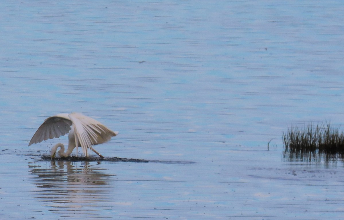 Great Egret - ML647307705