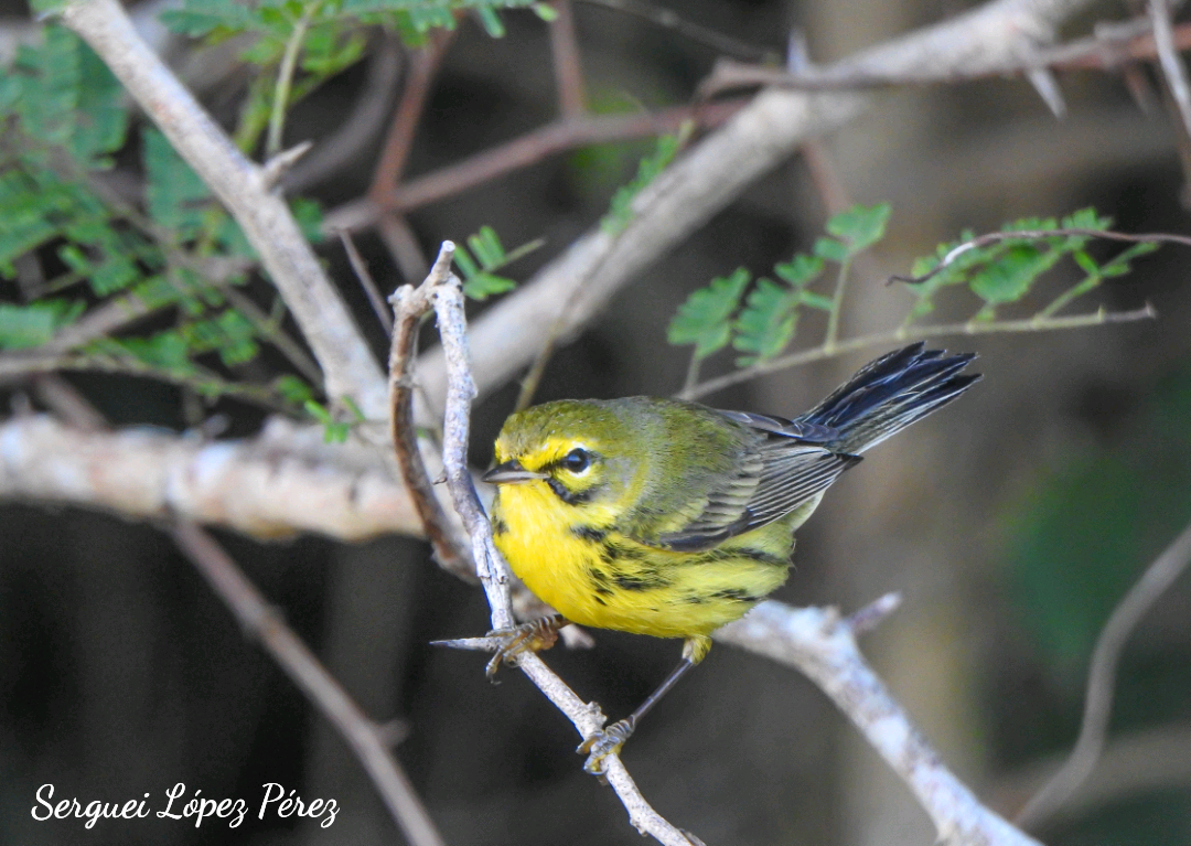 Prairie Warbler - ML647307707