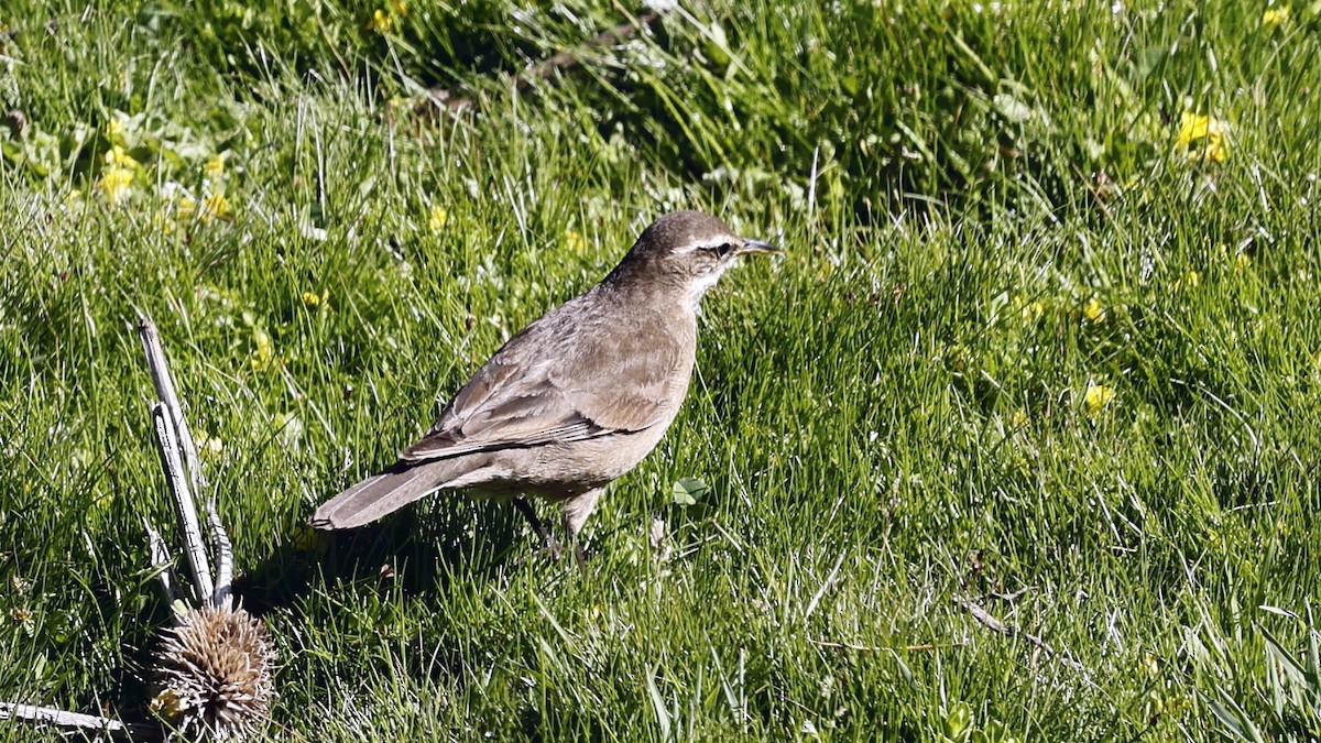 Buff-winged Cinclodes - ML647307708