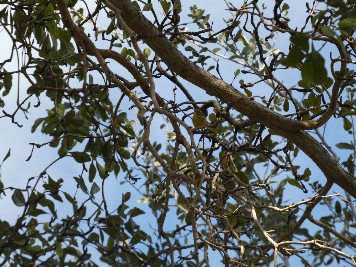 Prairie Warbler - ML647307711