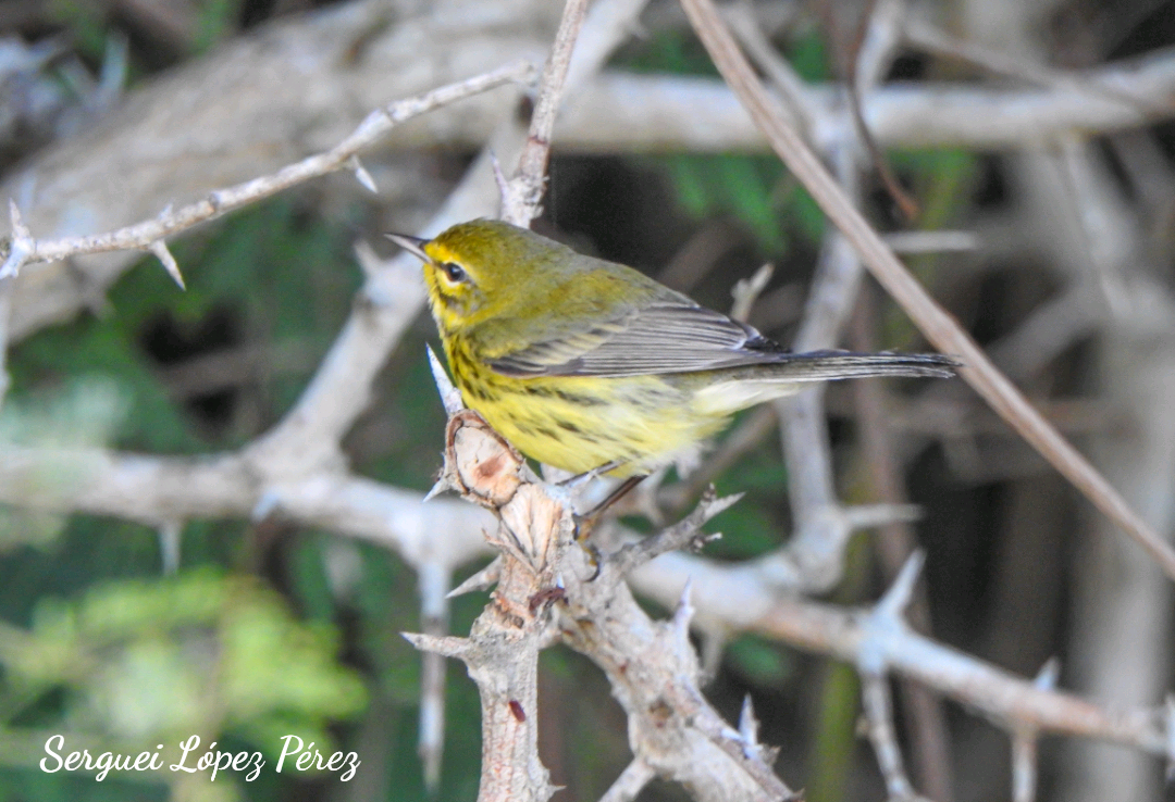 Prairie Warbler - ML647307712