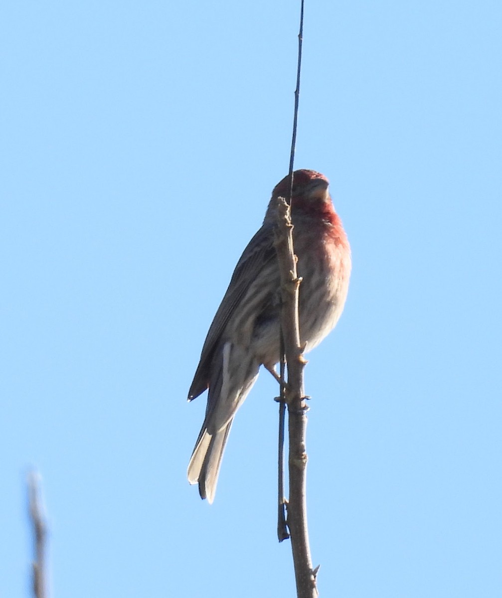 House Finch - ML647307713
