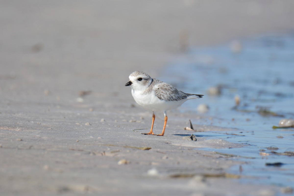 Piping Plover - ML647307714