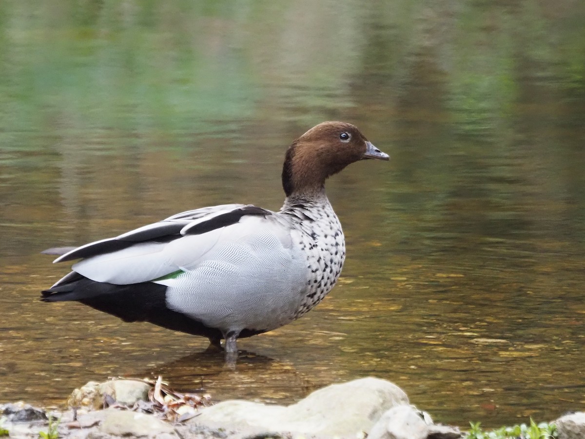 Maned Duck - ML647307715