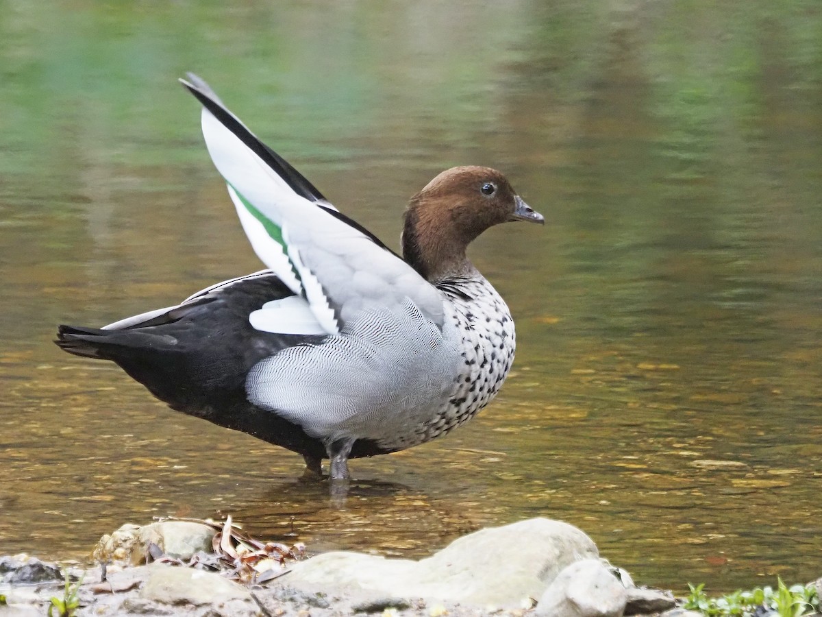 Maned Duck - ML647307716