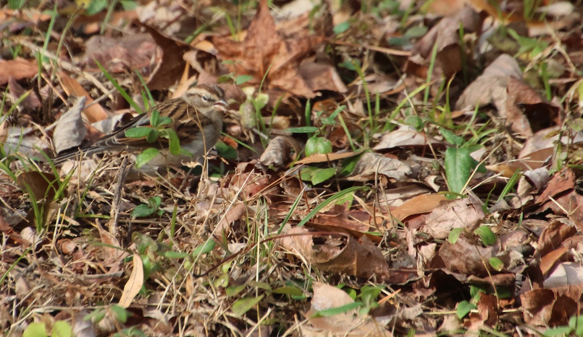 Chipping Sparrow - ML647307717